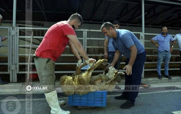 Qurbanlıq heyvanların kəsimi və satışı məntəqəsindən FOTOREPORTAJ