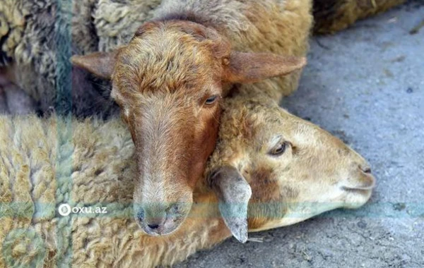 Qurbanlıq heyvanların kəsimi və satışı məntəqəsindən FOTOREPORTAJ