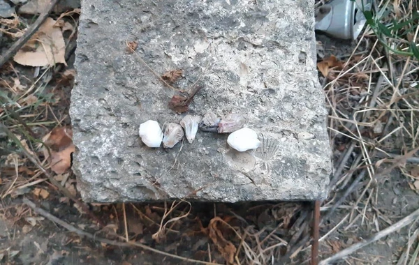 Polisdən daha bir “patı” əməliyyatı - Saxlanılanlar var - FOTO
