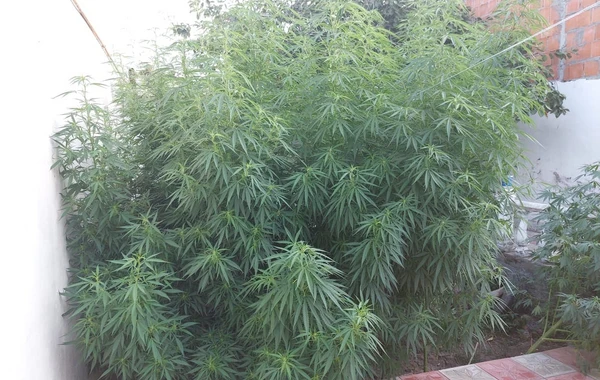 25 kiloqramdan çox çətənə kolu yetişdirən şəxs SAXLANILDI - VİDEO