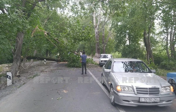 Oğuzda güclü küləyin aşırdığı ağaclar yolu bağladı - FOTO