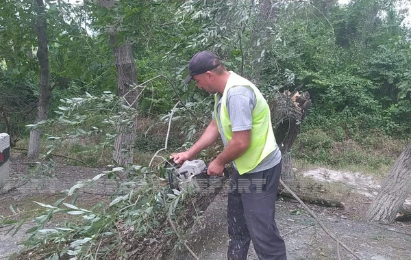 Oğuzda güclü küləyin aşırdığı ağaclar yolu bağladı - FOTO