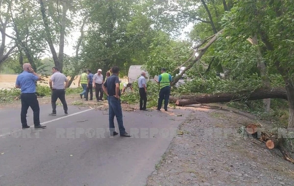 Oğuzda güclü küləyin aşırdığı ağaclar yolu bağladı - FOTO