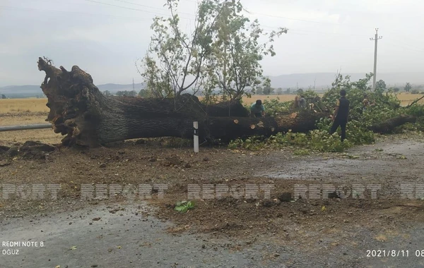 Oğuzda güclü küləyin aşırdığı ağaclar yolu bağladı - FOTO