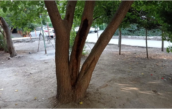 Bakıda ağacların kəsilərək tikinti aparılmasının qarşısı alınıb - FOTO