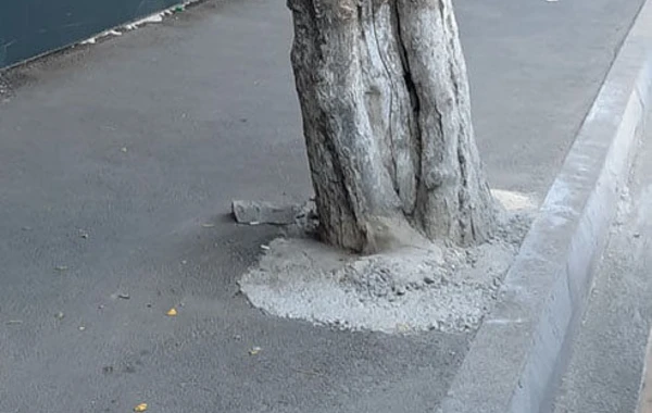 Bakıda tikinti şirkəti ağacları beton qəfəsə salıb - FOTO