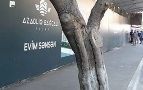 Bakıda tikinti şirkəti ağacları beton qəfəsə salıb - FOTO