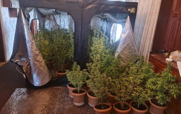 Azərbaycanda evində narkotik "parnik"i yaradan şəxs ələ keçdi - FOTO
