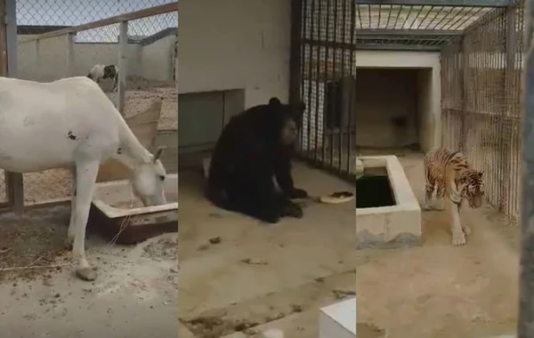 Bakı Zooparkından həyəcanlı xəbərlər: “İşçilər qovulur, heyvanlar ac saxlanılır” - VİDEO