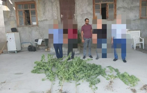 Göyçay və Qubada narkotiklə bağlı əməliyyat - FOTO
