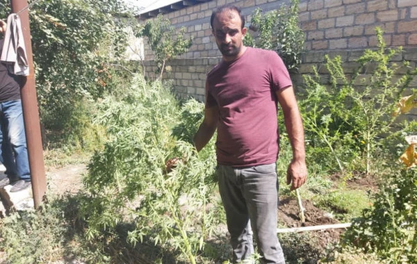 Göyçay və Qubada narkotiklə bağlı əməliyyat - FOTO
