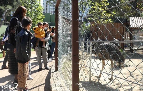 Bu şəxslər üçün Bakı Zooloji Parkına giriş pulsuz olacaq - VİDEO