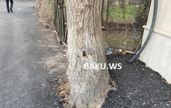 Bakıda ağaclara qənim kəsilənlər yenə də iş başındadırlar - FOTO