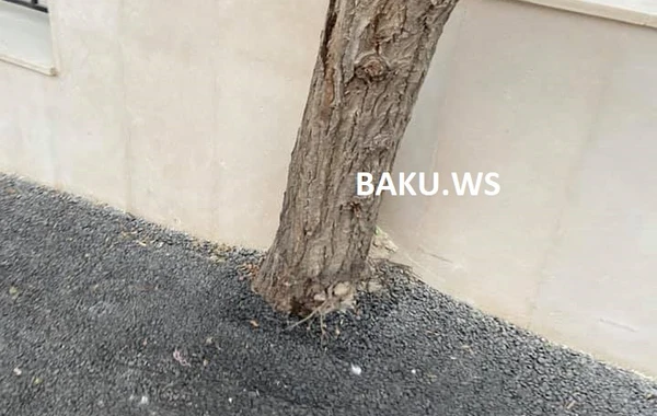 Bakıda ağaclara qənim kəsilənlər yenə də iş başındadırlar - FOTO