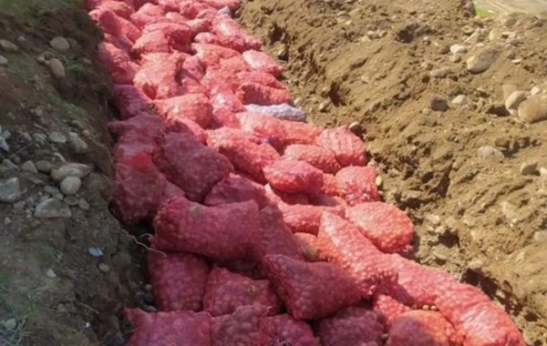 Rusiyanın Azərbaycana ixrac etdiyi 60 ton kartofda zərərverici aşkar edildi - FOTO