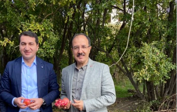 Türkiyə səfiri Suqovuşanda nar topladı - FOTO
