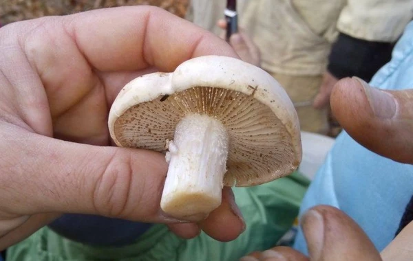 Qaxda bir ailənin 2 üzvü göbələkdən zəhərləndi, ölən var