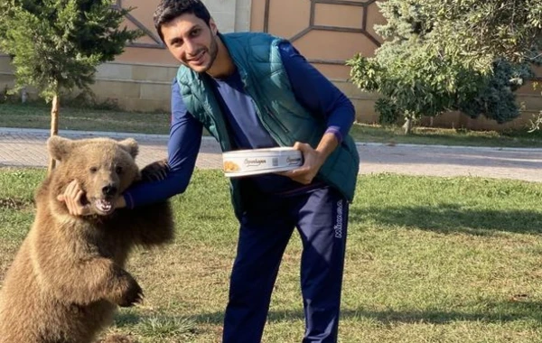 Millimizin üzvü ayı bəsləyir: “Biz onu 2500 manata aldıq” - FOTO/VİDEO