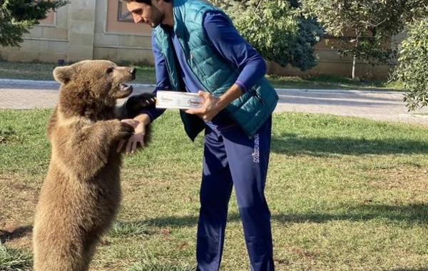 Millimizin üzvü ayı bəsləyir: “Biz onu 2500 manata aldıq” - FOTO/VİDEO