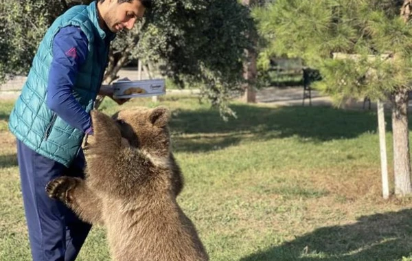 Millimizin üzvü ayı bəsləyir: “Biz onu 2500 manata aldıq” - FOTO/VİDEO