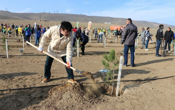 Bakıda “Yaşıl Marafon” aksiyası: İki mindən çox ağac əkildi - FOTO