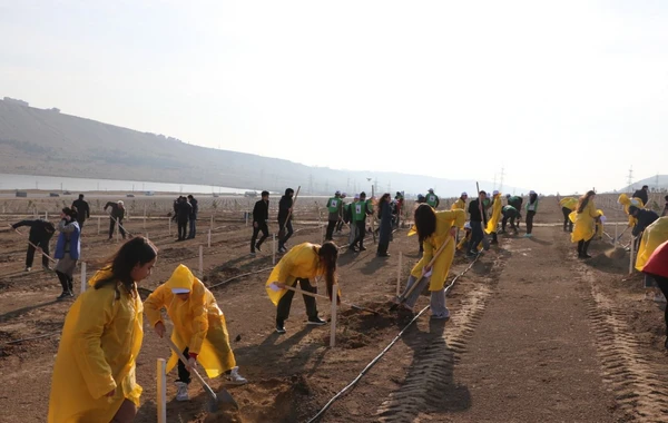 Bakıda “Yaşıl Marafon” aksiyası: İki mindən çox ağac əkildi - FOTO
