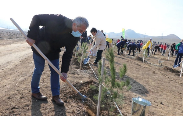 Bakıda “Yaşıl Marafon” aksiyası: İki mindən çox ağac əkildi - FOTO