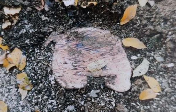 “Qırmızı Kitab”a düşən ağacları kəsən şəxsə cinayət işi açıldı - FOTO