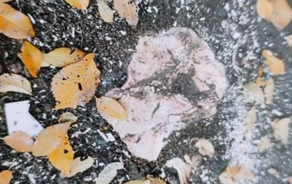 “Qırmızı Kitab”a düşən ağacları kəsən şəxsə cinayət işi açıldı - FOTO