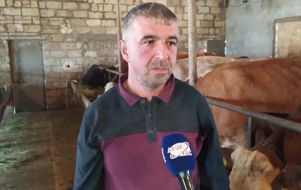 Fermerə bir inəyə görə 5360 manat sığorta haqqı ödənildi - FOTO