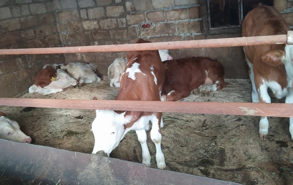Fermerə bir inəyə görə 5360 manat sığorta haqqı ödənildi - FOTO