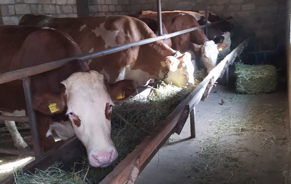 Fermerə bir inəyə görə 5360 manat sığorta haqqı ödənildi - FOTO