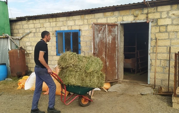 Fermerə bir inəyə görə 5360 manat sığorta haqqı ödənildi - FOTO