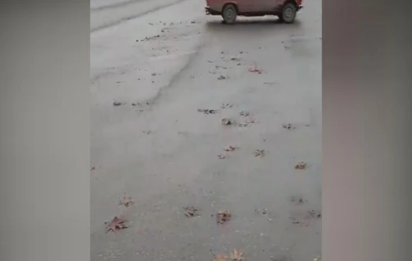 Avtoxuliqanlıq edən sürücü həbs olunub - FOTO Avtoxuliqanlıq edən sürücü həbs olunub - FOTO