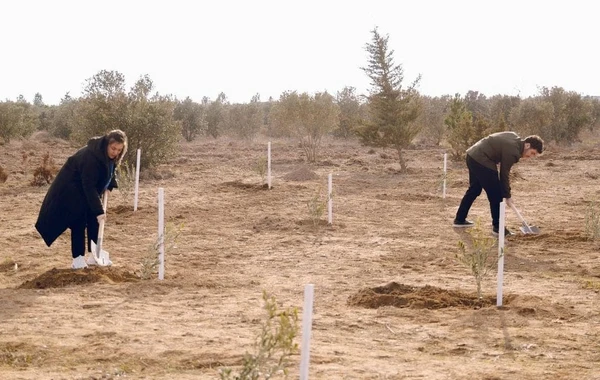 Aygün Kazımovanın adına bağ saldılar - FOTO