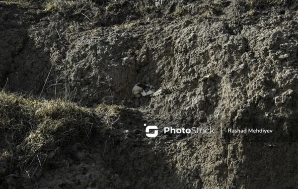 Füzulidə kütləvi məzarlıq aşkarlandı - FOTO