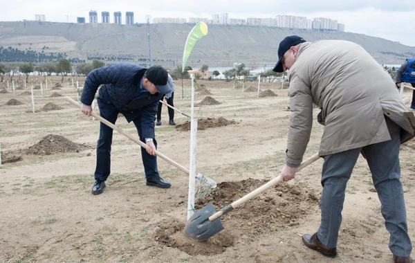 Bu gün Xocəsən qəsəbəsində 4000 ağac əkilib - FOTO