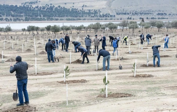 Bu gün Xocəsən qəsəbəsində 4000 ağac əkilib - FOTO