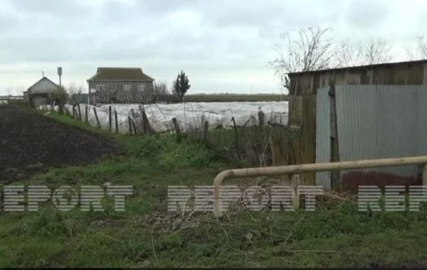 В Джалилабадском районе дожди нанесли серьезный ущерб посевам картофеля - ФОТО