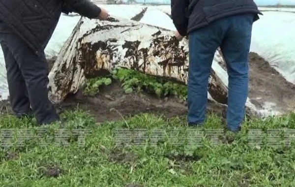 В Джалилабадском районе дожди нанесли серьезный ущерб посевам картофеля - ФОТО