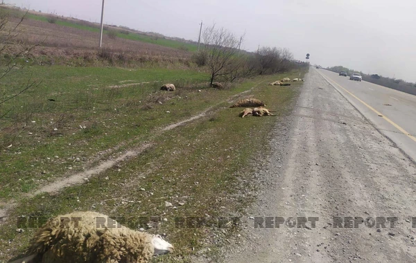 Kürdəmirdə mikroavtobus qoyun sürüsünə girib - FOTO