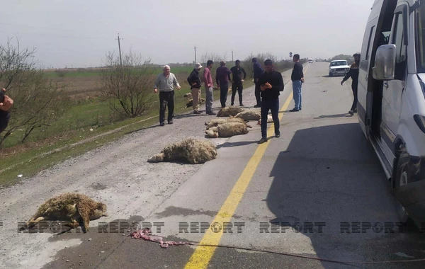 Kürdəmirdə mikroavtobus qoyun sürüsünə girib - FOTO