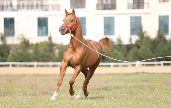 Qarabağ atlarından biri hərracda 5500 AZN-ə satıldı - FOTO