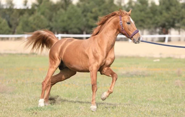 Qarabağ atlarından biri hərracda 5500 AZN-ə satıldı - FOTO