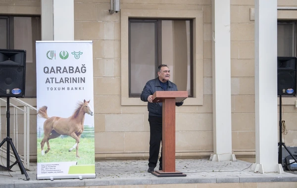 Qarabağ atlarının biomaterial bankı yaradılıb - FOTO
