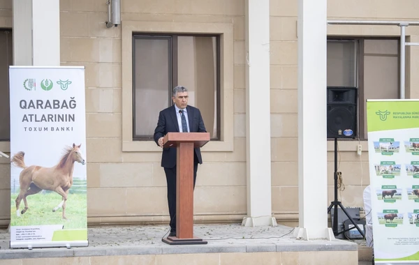 Qarabağ atlarının biomaterial bankı yaradılıb - FOTO