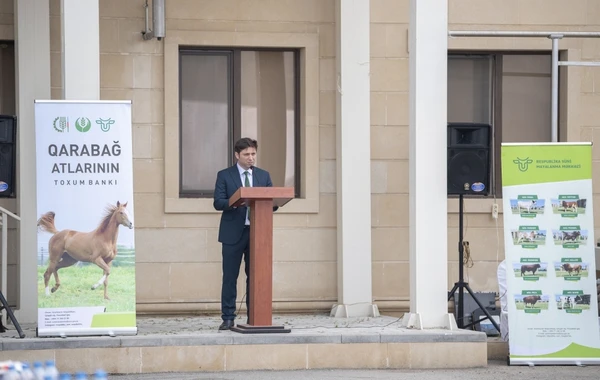 Qarabağ atlarının biomaterial bankı yaradılıb - FOTO