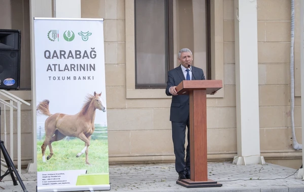 Qarabağ atlarının biomaterial bankı yaradılıb - FOTO