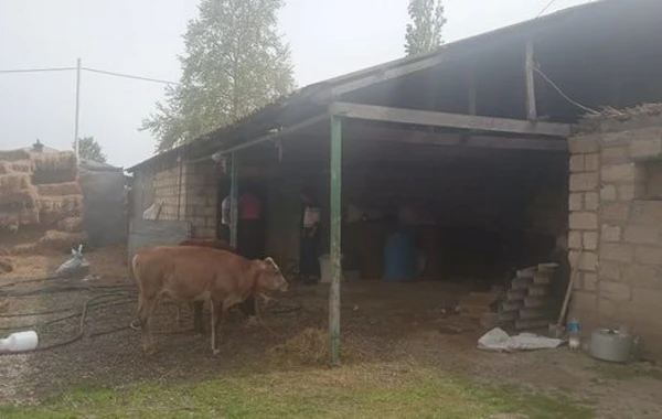 Baytarlıq aptekindən alınan dərman heyvanları tələf etdi - FOTO