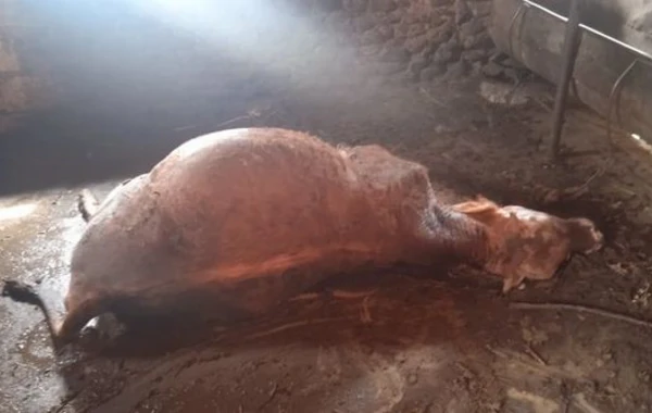 Baytarlıq aptekindən alınan dərman heyvanları tələf etdi - FOTO